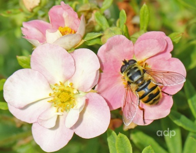 Myathropa florea, hoverfly, female, Alan Prowse